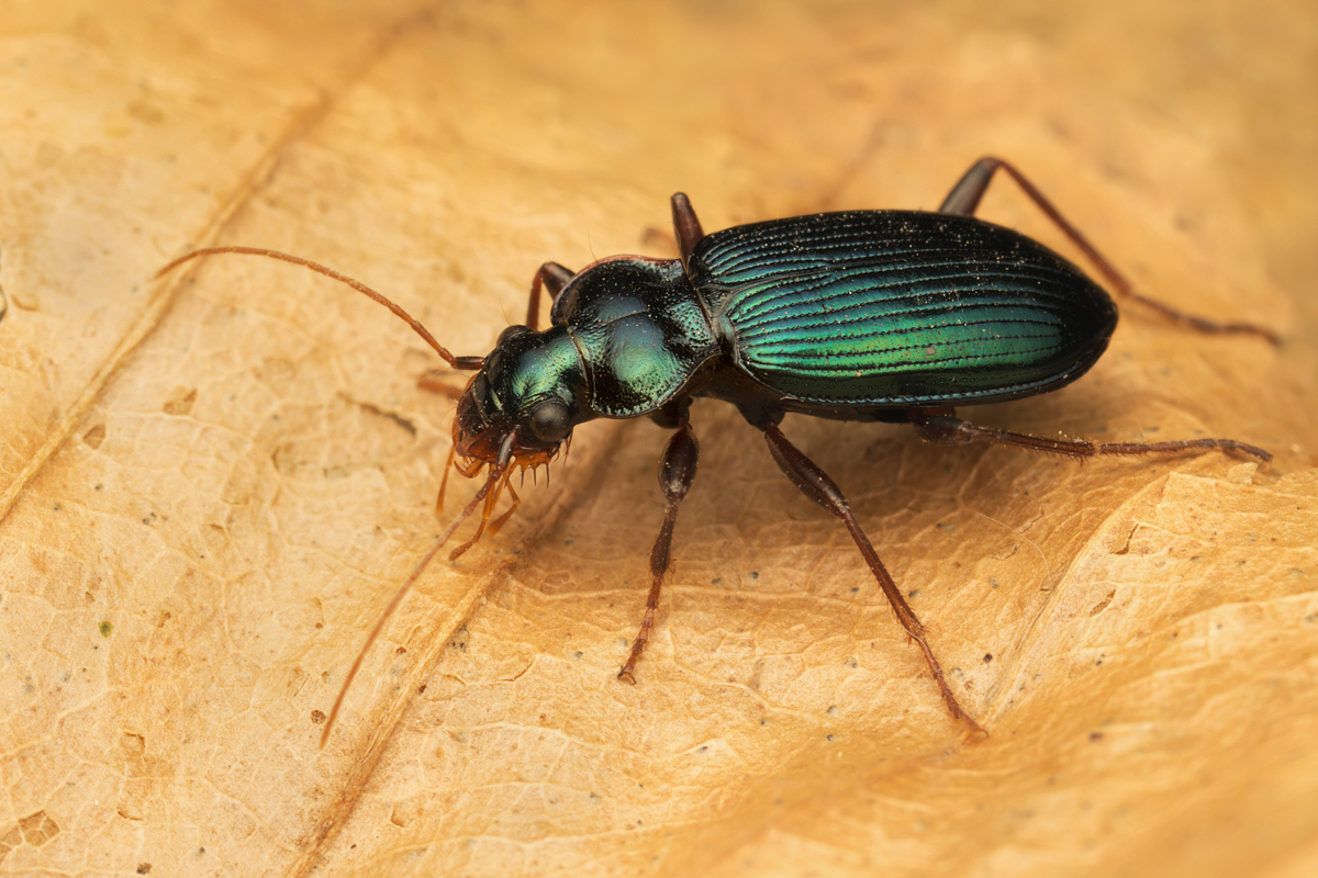 Ground Beetle